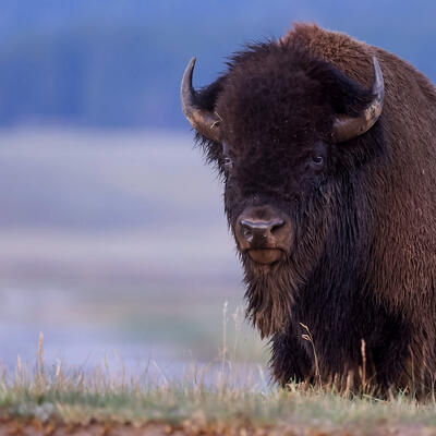 standing buffalo in grass