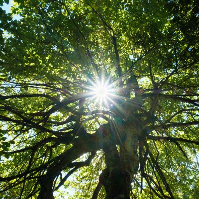 Sunshine peeks through a tree