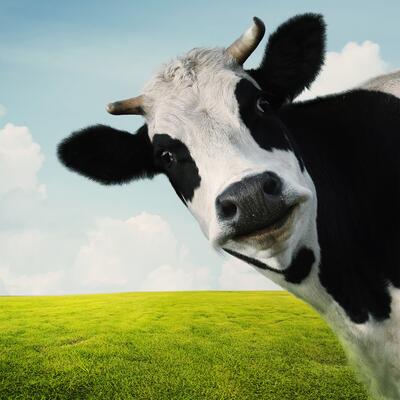 A cow looks directly at the camera
