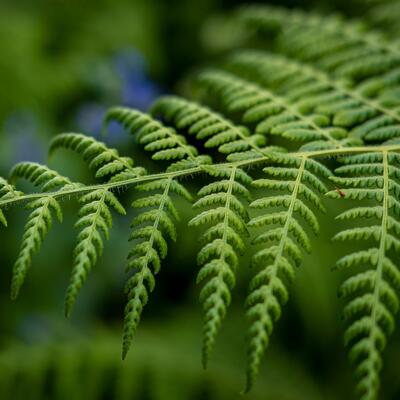 A fern branch with dew