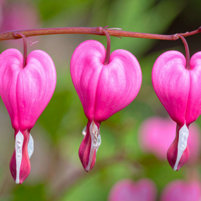 3 bleeding heart flowers hanging from a branch